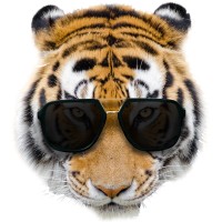 Focus Tiger
